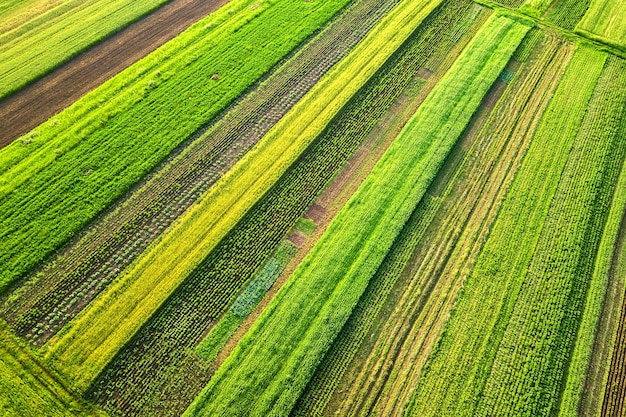 Vista aerea di verdi campi agricoli in primavera con vegetazione fresca dopo la stagione di semina in una calda giornata di sole.