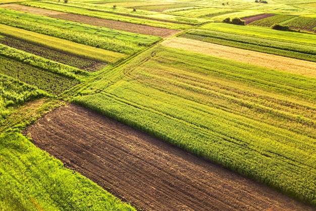 Aerial view of green agricultural fields in spring with fresh vegetation