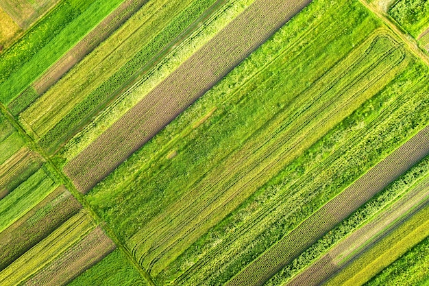 Vista aerea di campi agricoli verdi in primavera con vegetazione fresca