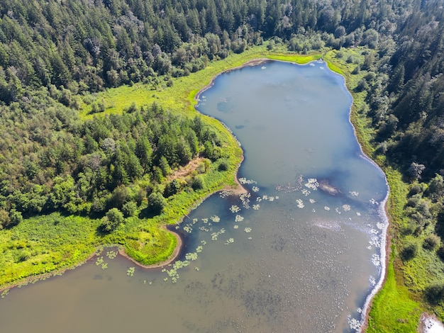 Aerial view of green canadian nature landscape