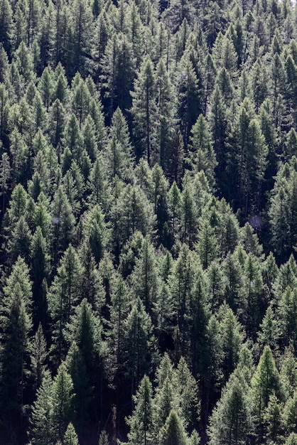 Foto veduta aerea verde foresta di conifere corone densa luce solare sfondo verticale