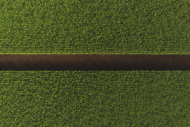 Aerial view of a green corn field corn plant with cobs in 3d