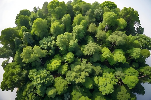 Aerial view of green dense forest Top view of a dense forest