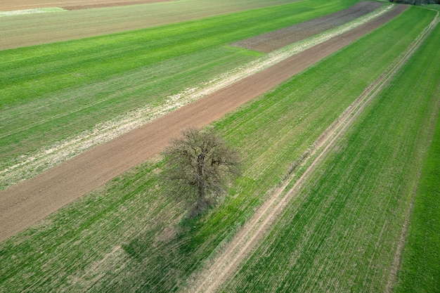 Aerial view of green farm fields in summer season with growing crops Farming and agriculture industry