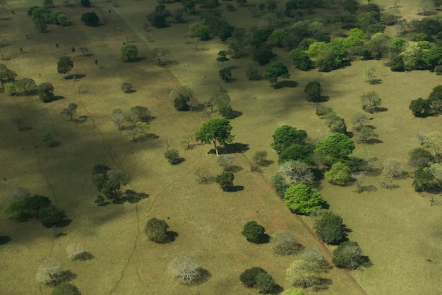 Aerial view of green field full of trees in the Brazilian wetlands know as Pantanal, in Mato Grosso do Sul State