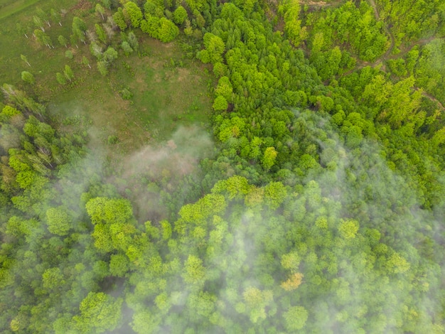 An aerial view of a green forest with a cloud cover trees seen from above