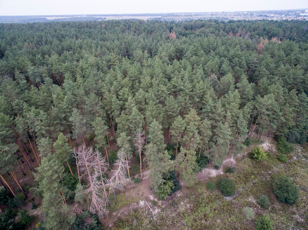 Aerial view of green forest