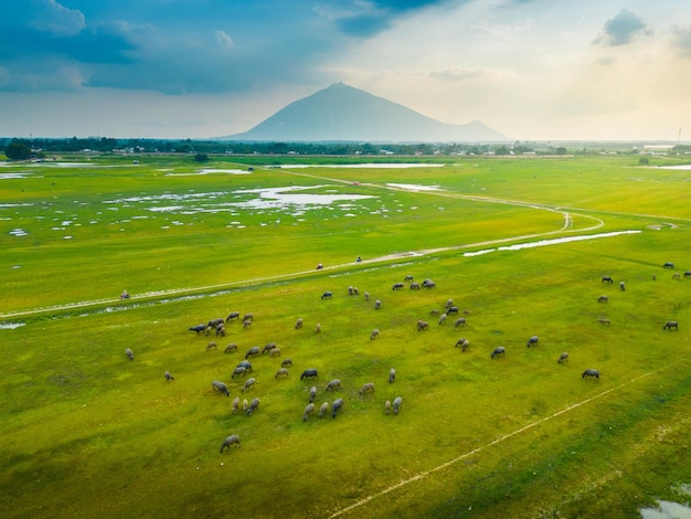 Aerial view of the green hills and meadows at sunset in Tay Ninh Vietnam Buffaloes grazing Blue sky and clouds in the background Idyllic rural scene