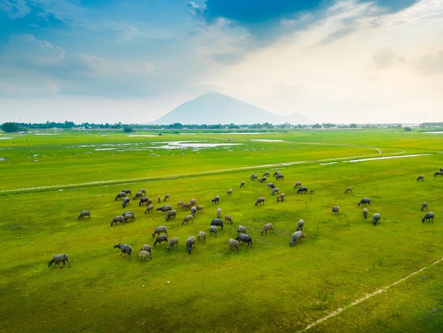 Aerial view of the green hills and meadows at sunset in Tay Ninh Vietnam Buffaloes grazing Blue sky and clouds in the background Idyllic rural scene