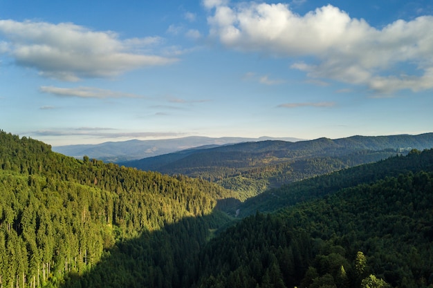 Aerial view of green mountain hills covered with evergreen spruce forest in summer.