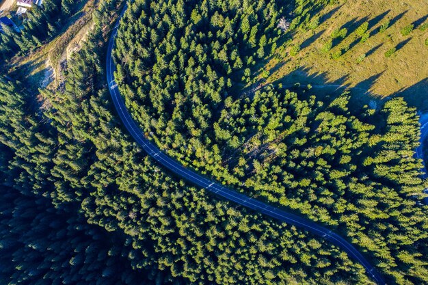 Aerial view of green pine forest and a country serpentine road captured from a drone above