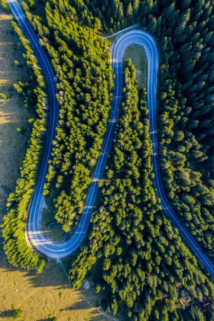 Aerial view of green pine forest and a road