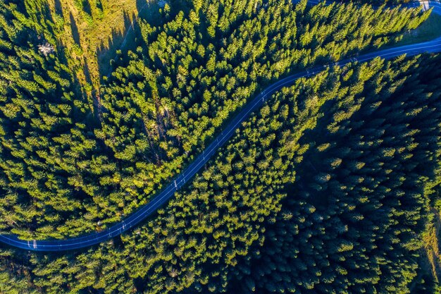 Aerial view of green pine forest and a road