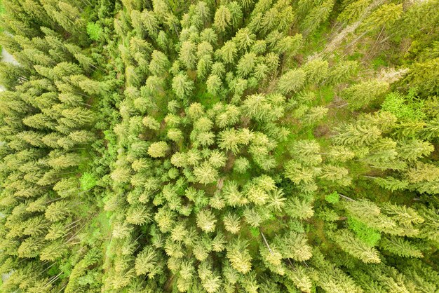 夏の山々のトウヒの木の天蓋と緑の松林の空撮。