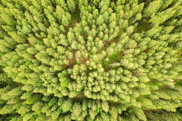 Aerial view of green pine forest with canopies of spruce trees in summer mountains