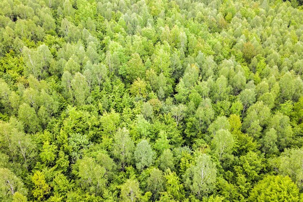 Aerial view of green pine forest with canopies of spruce trees in summer mountains