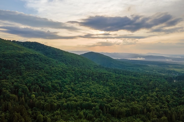 Aerial view of green pine forest with dark spruce trees covering mountain hills Nothern woodland scenery from above