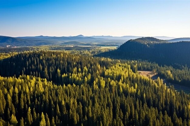 Aerial view of green pine forest with dark spruce trees covering mountain hills