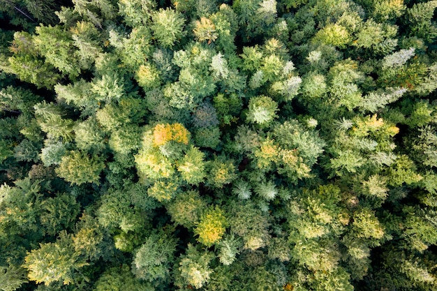 Aerial view of green pine forest with dark spruce trees Nothern woodland scenery from above