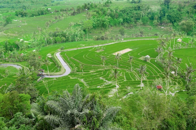 インドネシア・バリ島の灌漑農地に向かう川のある緑の田んぼの空撮
