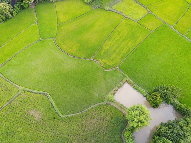 Vista aerea delle risaie verdi natura fattoria agricola sfondo, vista dall'alto campo di riso dall'alto con pacchi agricoli percorso di diverse colture in verde e stagno d'acqua, vista a volo d'uccello