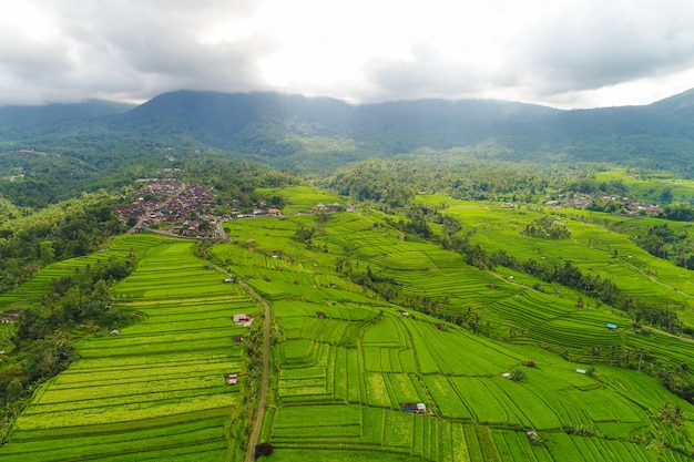 Aerial view of the green rice fields.