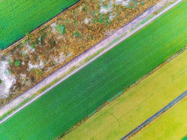 Aerial view of the green rice fields 