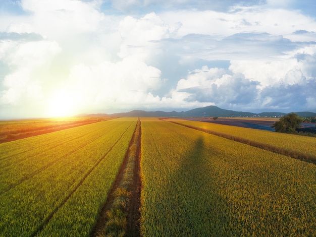 Aerial view of the green rice fields 