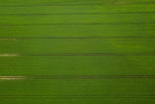 Aerial view green soybean field.