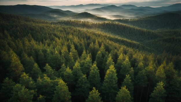 Aerial view of green summer forest with spruce and pine trees