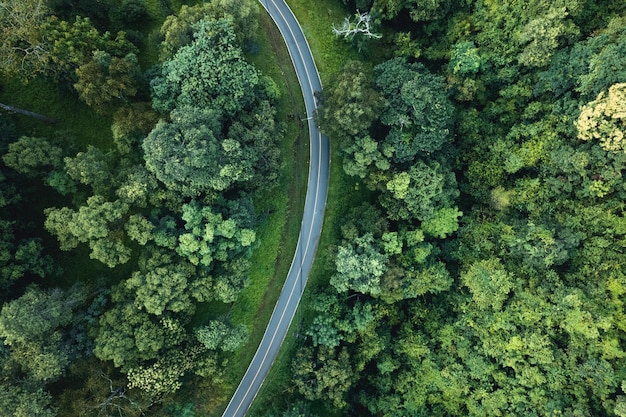 Aerial view of green summer tree and forest with a road