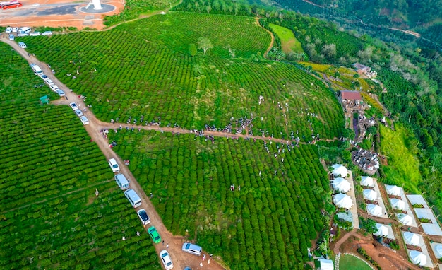 Aerial view of green tea hill in highlands in the morning.