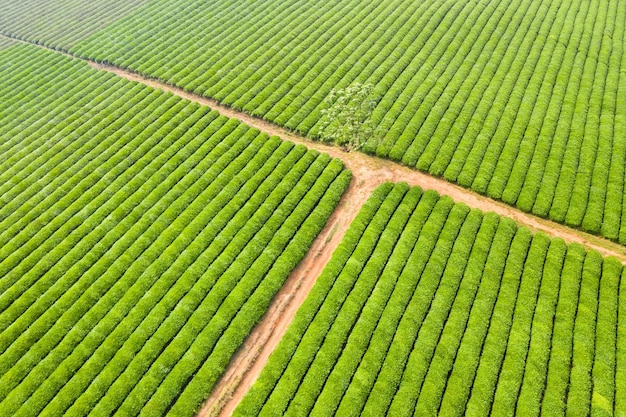 Aerial view of green tea plantation in spring