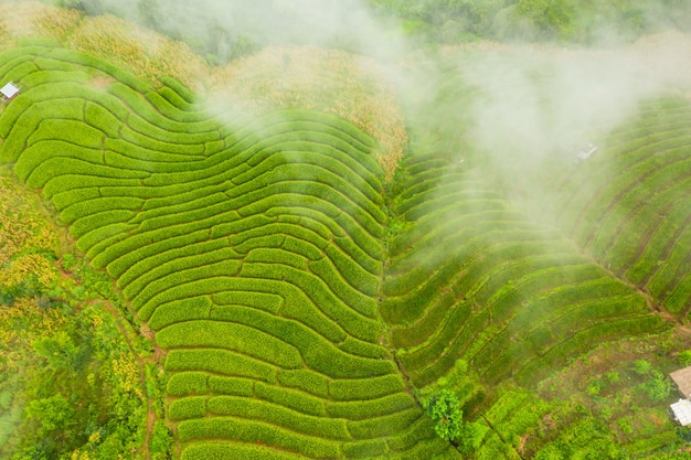 Aerial view of the green terraced rice fields landscape different pattern at morning in the northern thailand