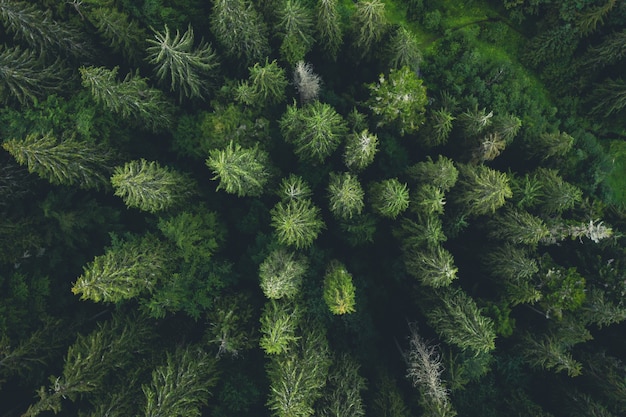 Aerial view of green tops of pine wood, top view