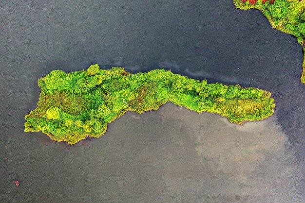 Aerial View of Green Trees on Green Grass Field Photo