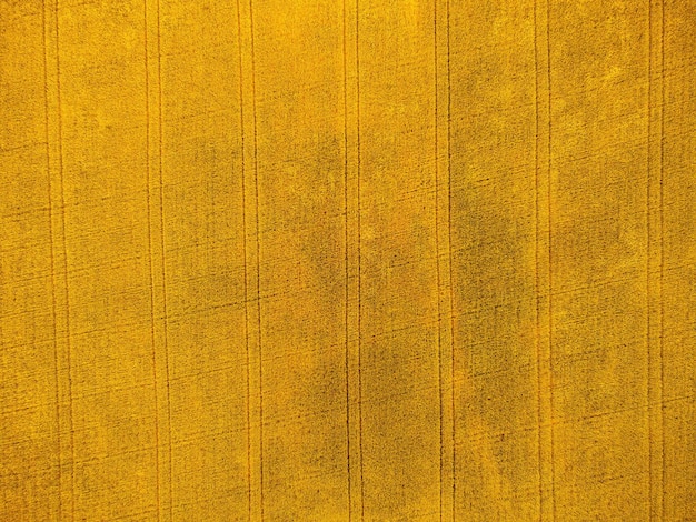 Aerial view on green wheat field in countryside field of wheat blowing in the wind on sunset young