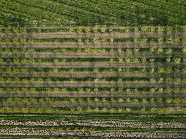 Aerial view on green wheat field in countryside field of wheat blowing in the wind on sunset young