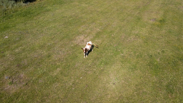 Aerial view of a group of cows and their calfs