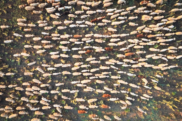 Aerial view group of lambs and sheeps