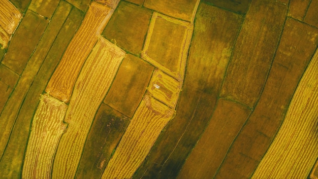 Photo aerial view of harvested rice fields with a harvester