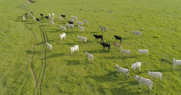 ブラジルの緑の牧草地の群れネロールcattelの航空写真