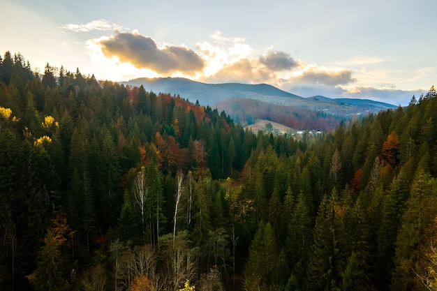 Aerial view of high mountain hills covered with dense yellow forest and green spruce trees in autumn.