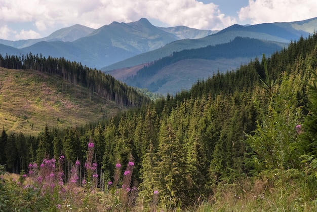 Aerial view of hills and mountains with trees and wildflowers in Maramures County, Romania