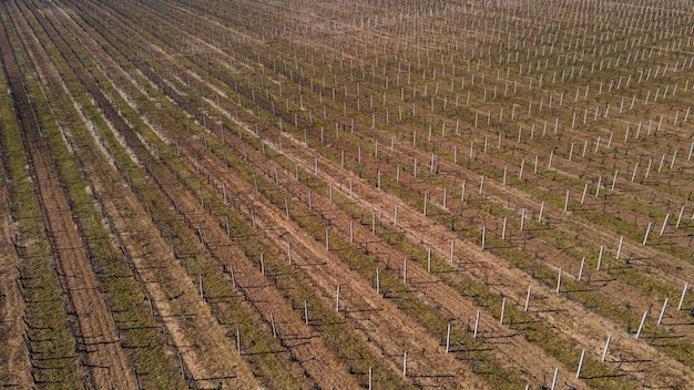 Vista aerea di un enorme vigneto durante il concetto di vino di primavera