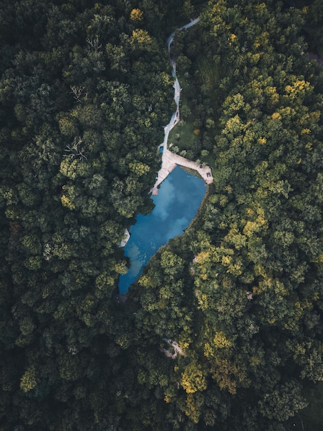 aerial view of lake amidst trees in forest