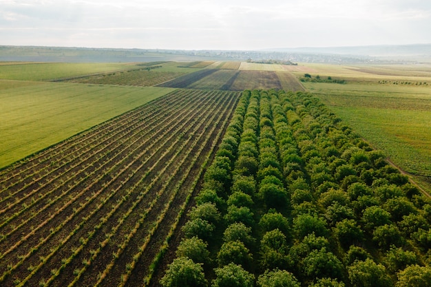 Aerial view landscape orchard with agricultural fields around flying over green plantations of fruit trees local fruit production pattern of agriculture field