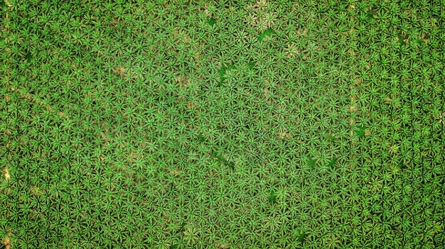 Aerial view landscape of palm tree  in krabi thailand