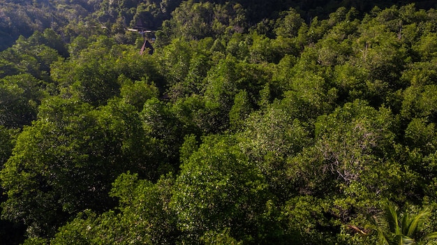 aerial view landscape of Tree or forest,  Krabi Thailand