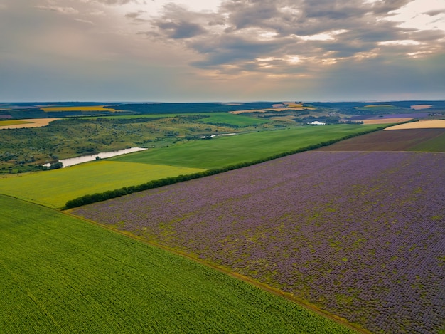 Aerial view of a landscape with lavender field